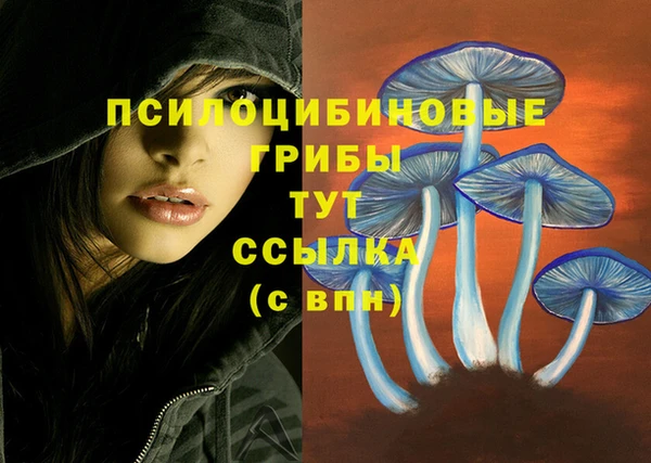 индика Аркадак